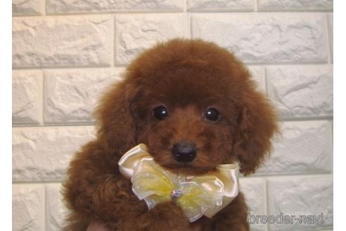 成約済の茨城県のトイプードル-154287の3枚目