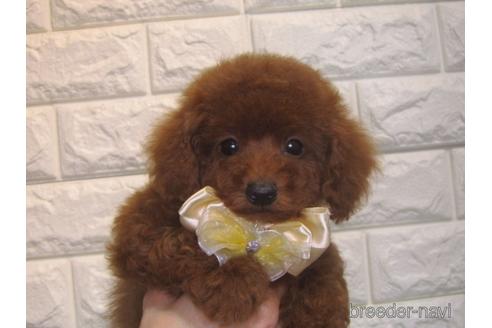 成約済の茨城県のトイプードル-154287の2枚目