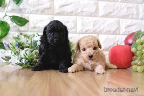 成約済の滋賀県のトイプードル-154292の5枚目