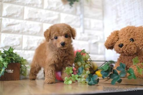 成約済の滋賀県のトイプードル-152341