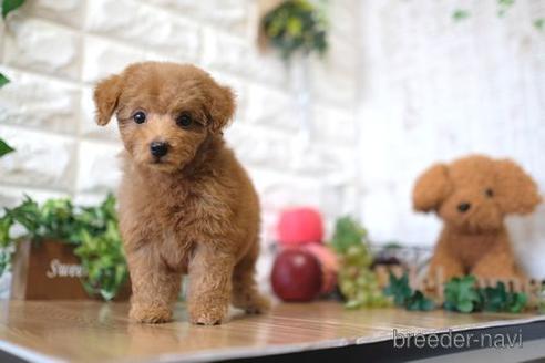 成約済の滋賀県のトイプードル-152341の5枚目