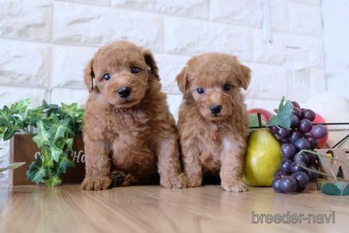 成約済の滋賀県のトイプードル-152341の4枚目