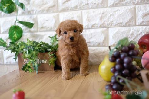 成約済の滋賀県のトイプードル-152341の3枚目