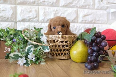 成約済の滋賀県のトイプードル-152341の2枚目