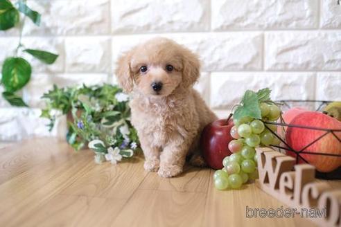 成約済の滋賀県のトイプードル-152346