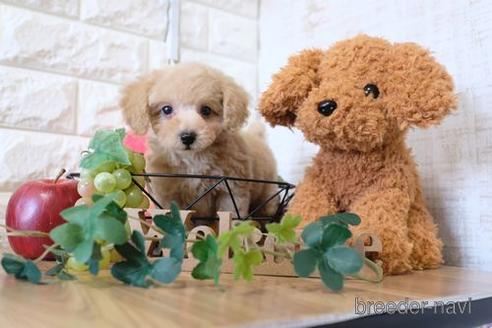 成約済の滋賀県のトイプードル-152346の5枚目