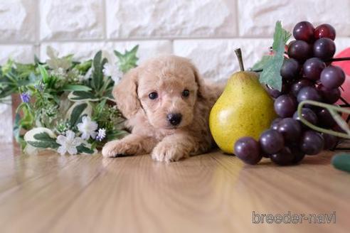 成約済の滋賀県のトイプードル-152346の3枚目