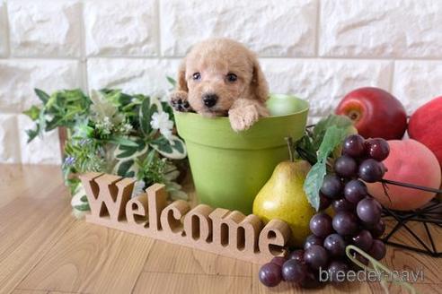 成約済の滋賀県のトイプードル-152346の2枚目