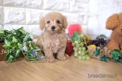 成約済の滋賀県のトイプードル-152349