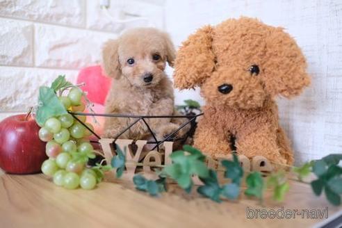 成約済の滋賀県のトイプードル-152349の4枚目