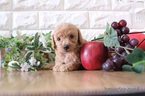 成約済の滋賀県のトイプードル-152349の3枚目