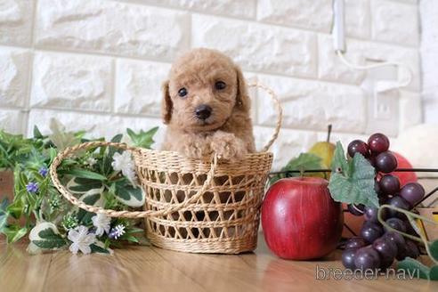 成約済の滋賀県のトイプードル-152349の2枚目
