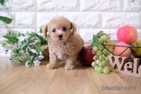 成約済の滋賀県のトイプードル-152352の1枚目
