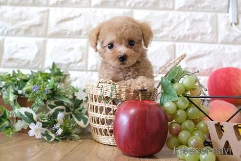 成約済の滋賀県のトイプードル-152352の4枚目