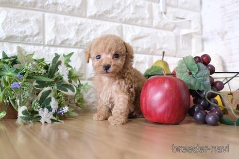 成約済の滋賀県のトイプードル-152352の2枚目