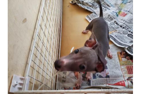 成約済の愛知県のイタリアングレーハウンド(イタグレ)-154316の1枚目