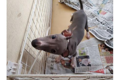 成約済の愛知県のイタリアングレーハウンド(イタグレ)-154316の10枚目