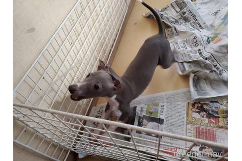 成約済の愛知県のイタリアングレーハウンド(イタグレ)-154316の9枚目