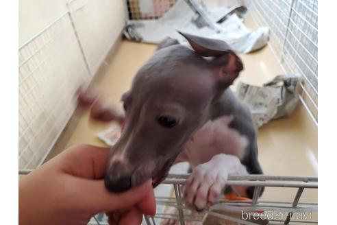 成約済の愛知県のイタリアングレーハウンド(イタグレ)-154316の8枚目