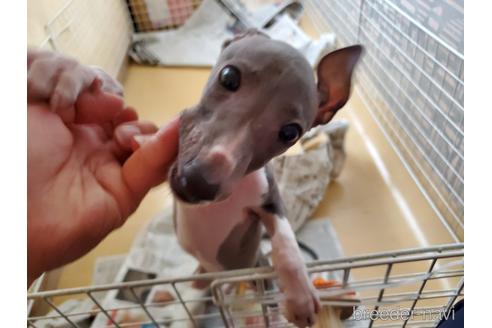 成約済の愛知県のイタリアングレーハウンド(イタグレ)-154316の7枚目