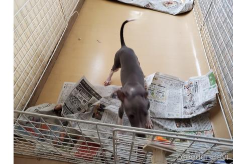 成約済の愛知県のイタリアングレーハウンド(イタグレ)-154316の5枚目