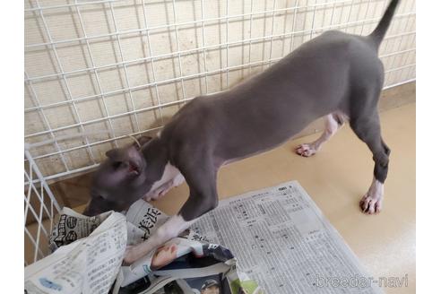 成約済の愛知県のイタリアングレーハウンド(イタグレ)-154316の4枚目