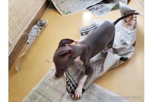 成約済の愛知県のイタリアングレーハウンド(イタグレ)-154316の3枚目