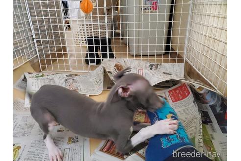 成約済の愛知県のイタリアングレーハウンド(イタグレ)-154316の2枚目