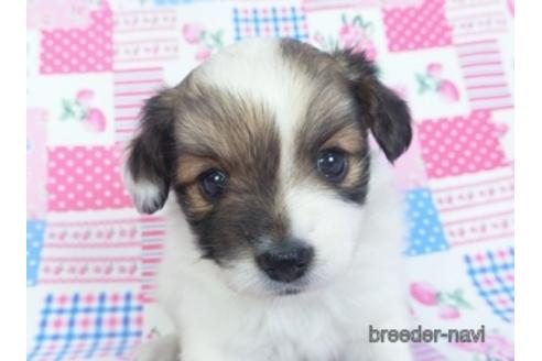 成約済の千葉県のパピヨン-153269の1枚目