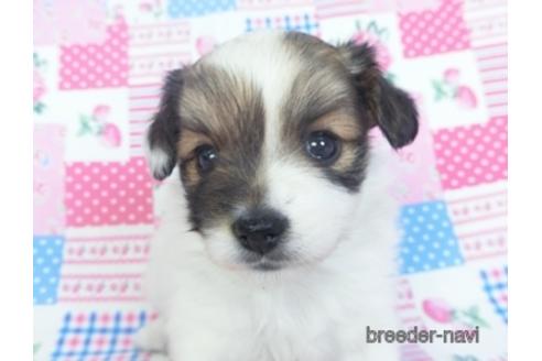 成約済の千葉県のパピヨン-153269の4枚目