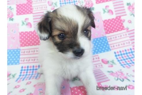 成約済の千葉県のパピヨン-153269の3枚目