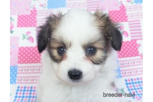 成約済の千葉県のパピヨン-153268の1枚目