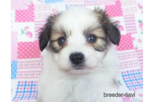 成約済の千葉県のパピヨン-153268の4枚目