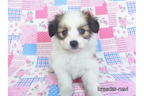 成約済の千葉県のパピヨン-153268の3枚目