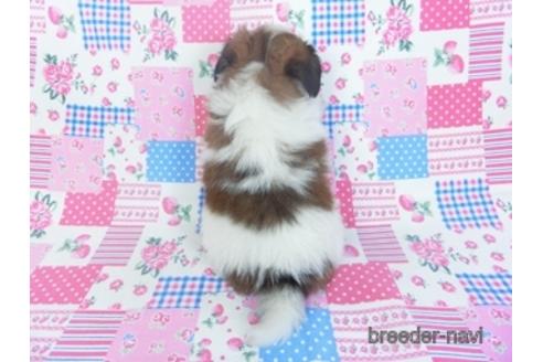 成約済の千葉県のパピヨン-153268の2枚目