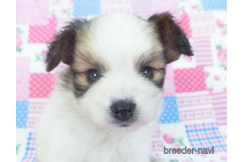 成約済の千葉県のパピヨン-153266