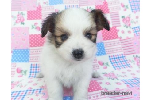 成約済の千葉県のパピヨン-153266の4枚目