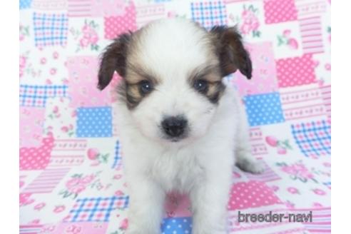 成約済の千葉県のパピヨン-153266の3枚目