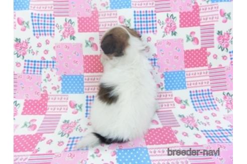 成約済の千葉県のパピヨン-153266の2枚目