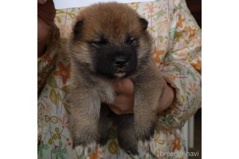 成約済の徳島県の柴犬-154334の3枚目
