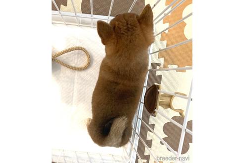 成約済の滋賀県の柴犬-154395の2枚目