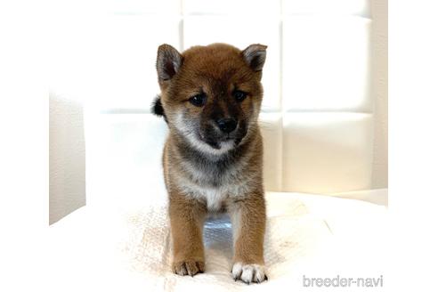 成約済の滋賀県の柴犬-154396の1枚目