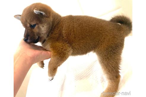 成約済の滋賀県の柴犬-154396の3枚目