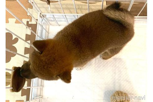 成約済の滋賀県の柴犬-154396の2枚目