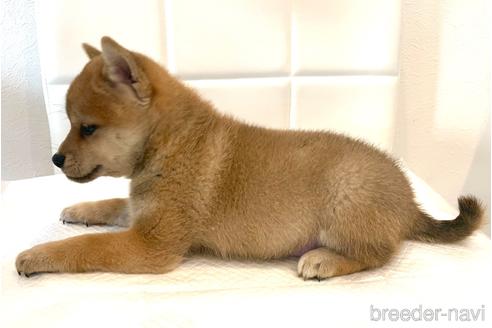 成約済の滋賀県の柴犬-154410の3枚目