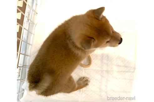 成約済の滋賀県の柴犬-154410の2枚目