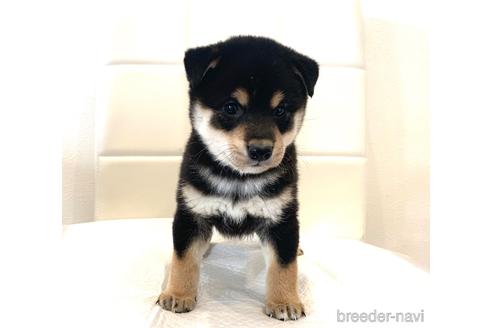 成約済の滋賀県の柴犬-154416