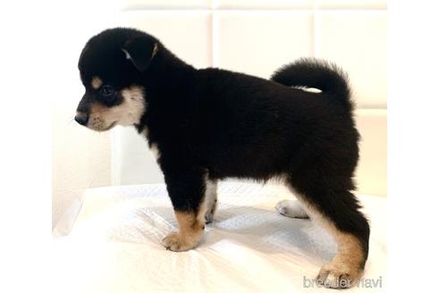 成約済の滋賀県の柴犬-154416の3枚目