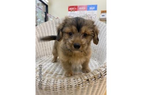 成約済の北海道のミックス犬-152055の17枚目