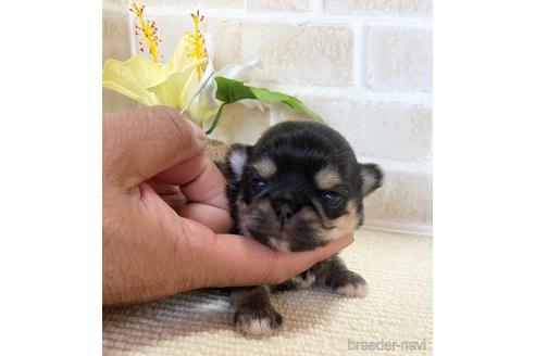 成約済の静岡県のチワワ(ロングコート)-153855の1枚目